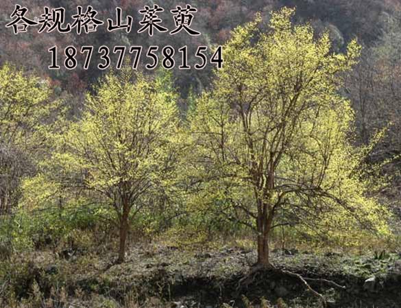 供應(yīng)山茱萸價格，山茱萸供應(yīng)，山茱萸園林