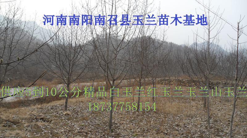 供應(yīng)五角楓苗木基地