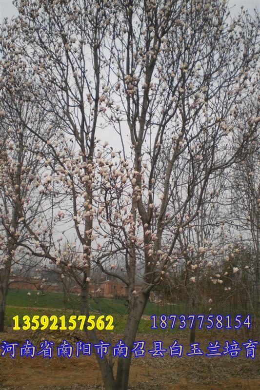 供應(yīng)玉蘭苗木基地