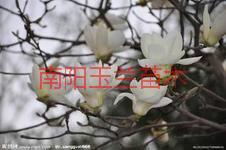 白玉蘭種子圖片/白玉蘭種子樣板圖 (2)