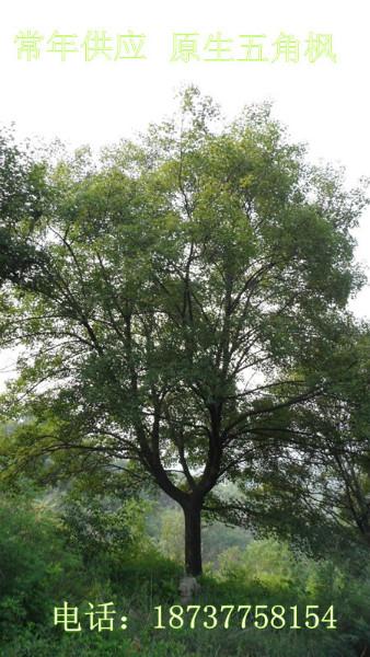 產(chǎn)地直銷圖片/產(chǎn)地直銷樣板圖 (3)