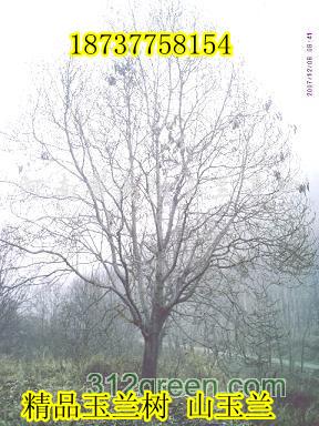 供應18公分玉蘭