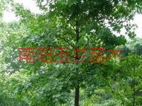 供應(yīng)10公分五角楓，10公分五角楓樹苗，10公分五角楓報(bào)價(jià)