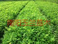 供應(yīng)10公分五角楓，10公分五角楓樹苗，10公分五角楓報(bào)價(jià)