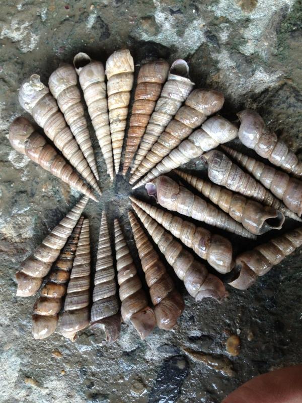 供應(yīng)海鮮釘螺批發(fā)