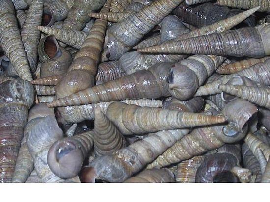 供應(yīng)霞浦批發(fā)丁螺