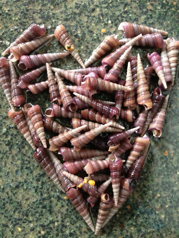 海釘螺圖片圖片/海釘螺圖片樣板圖 (4)