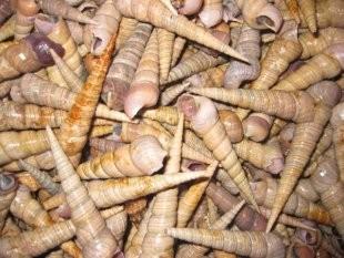 供應(yīng)海鮮釘螺批發(fā)