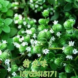 供應(yīng)質(zhì)量好的馬郁蘭粉馬郁蘭碎