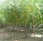 油根子苗圖片/油根子苗樣板圖 (3)