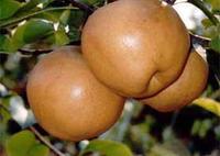 供應(yīng)山東九州苗木新品種梨樹苗批發(fā)供應(yīng)