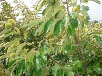 板栗苗繁育圖片