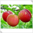 供應(yīng)山東桃樹苗新品種培育基地桃苗價(jià)格