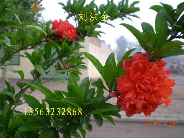 牡丹石榴苗看花食果花果共賞圖片