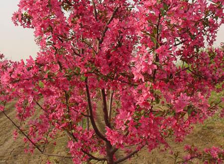 供應(yīng)冬紅海棠北美海棠系列苗木