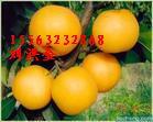 山東九州苗木晚秋黃梨苗重點(diǎn)推廣圖片
