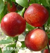 供應(yīng)126油桃苗4號(hào)5號(hào)9號(hào)油桃苗