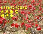 供應(yīng)山東木瓜苗沂州大木瓜苗木瓜海棠苗