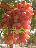 供應(yīng)葡萄苗新品種介紹