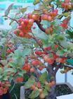 供應(yīng)油根子苗，冬紅果（長壽果）苗，冬紅果盆景苗，冬紅果高樁苗油根