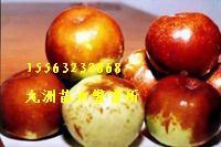 沂蒙大雪棗晚熟珍稀品種抗旱耐澇圖片