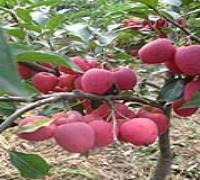 供應喬化矮化美國八號蘋果苗富士蘋果苗