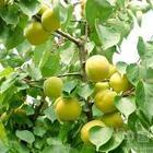 供應(yīng)凱特杏苗的管理