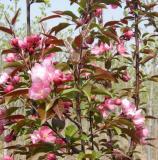 北美海棠苗源地山東九洲苗木圖片