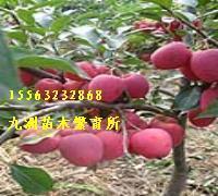 山東九州苗木優(yōu)質(zhì)富士蘋果苗基地圖片