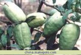 供應(yīng)沂州木瓜*木瓜海棠銷八方山東九州苗木木瓜苗木瓜海棠苗