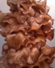 供應(yīng)風(fēng)尾菇