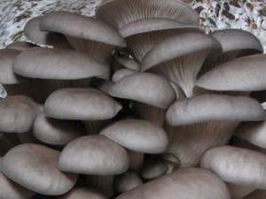 四季黑平菇母種原種圖片