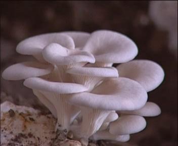 供應(yīng)風(fēng)尾菇