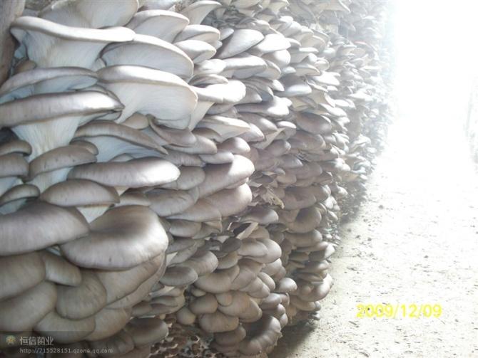 供應(yīng)四季黑平菇一級母種/食用菌平菇菌種批發(fā)/食用菌平菇菌種多少錢？