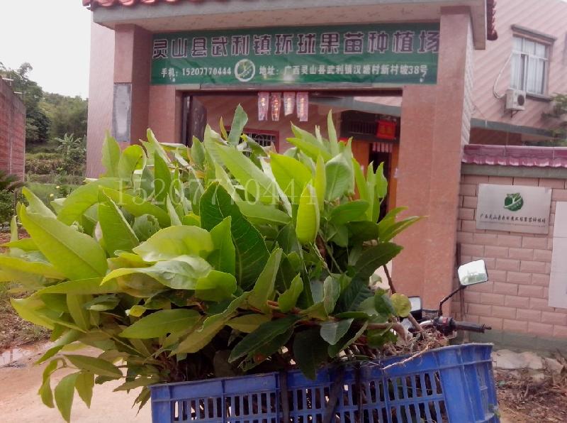 供應(yīng)飛彈蓮霧苗 臺灣飛彈蓮霧樹苗 100*品種 歡迎實(shí)地考察
