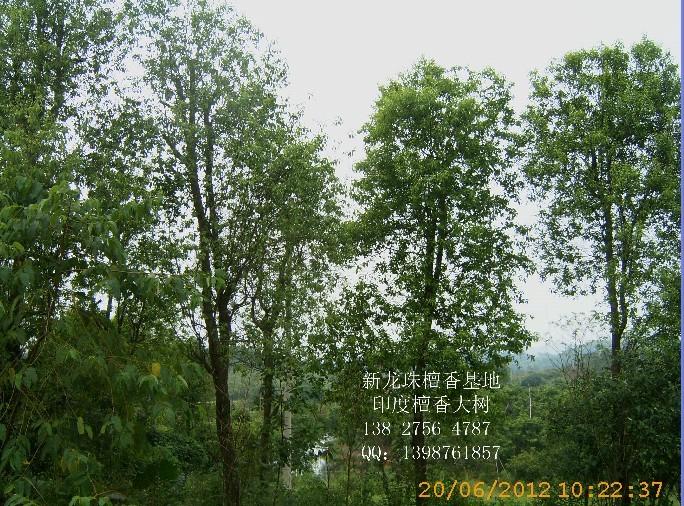 大印度檀香樹圖片