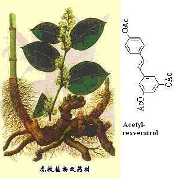 供应98乙酰化白藜芦醇图片