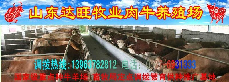 河北清苑肉牛养殖场