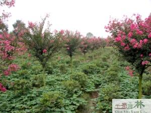 成都红花紫薇小苗苗圃苗批发图片