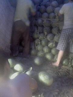 供應(yīng)開封西瓜已上市歡迎前來收購(gòu)