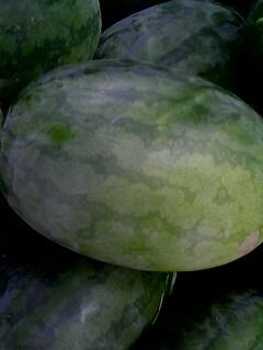 供應(yīng)河南省開封市西瓜種植基地、河南省開封市無籽西瓜種植基地