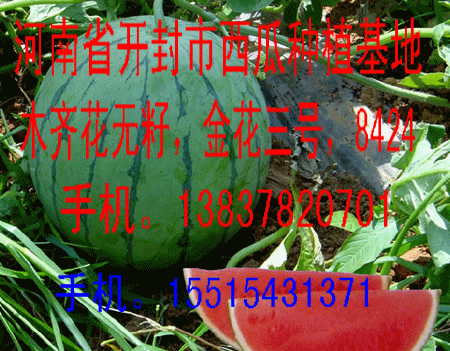 無籽西瓜種圖片/無籽西瓜種樣板圖 (4)