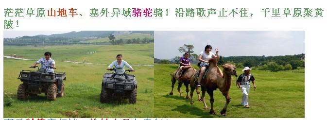 蘭草圖片/蘭草樣板圖 (2)