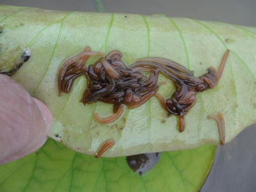 浙江水蛭幼苗開始*