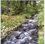 杭州哪里有水蛭良種供應(yīng)圖片