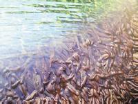 供應(yīng)預(yù)訂14年水蛭種苗卵繭*啟動