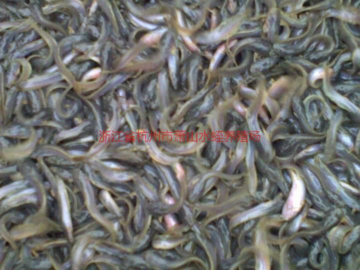 供應(yīng)浙江泥鰍養(yǎng)殖技術(shù)