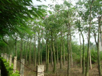 供應(yīng)秋楓地苗秋楓袋苗秋楓價(jià)格揭陽(yáng)秋楓