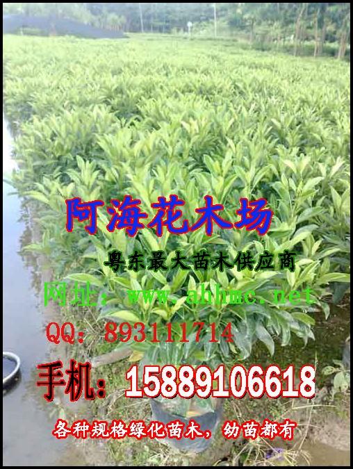 茉莉圖片/茉莉樣板圖 (3)
