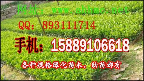茉莉圖片/茉莉樣板圖 (2)
